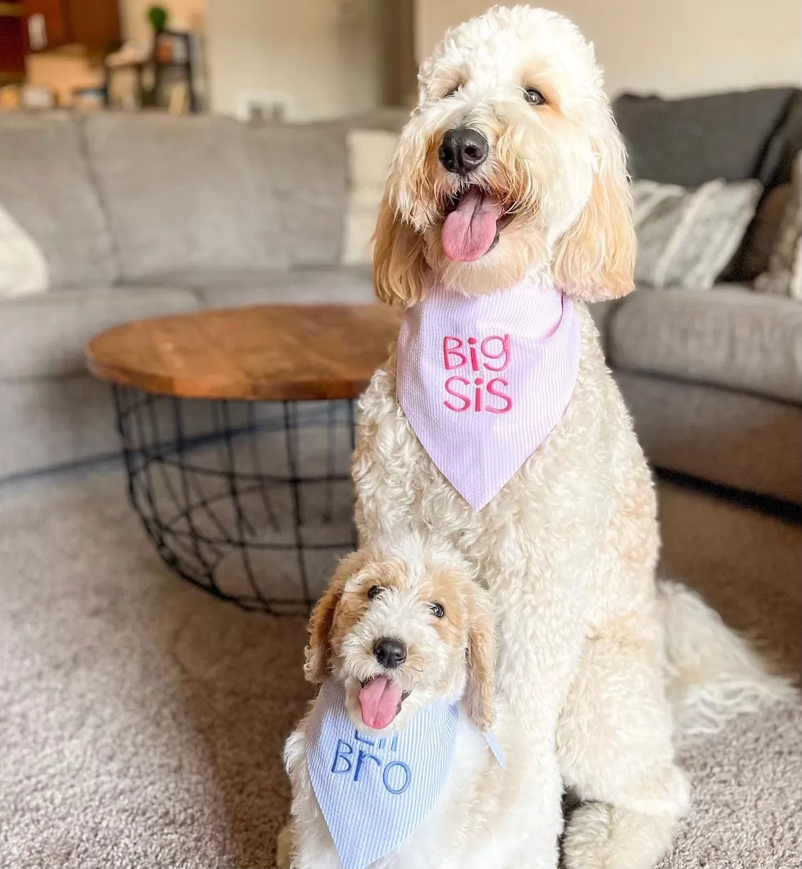 Little Brother Embroidered Seersucker Dog Bandanas