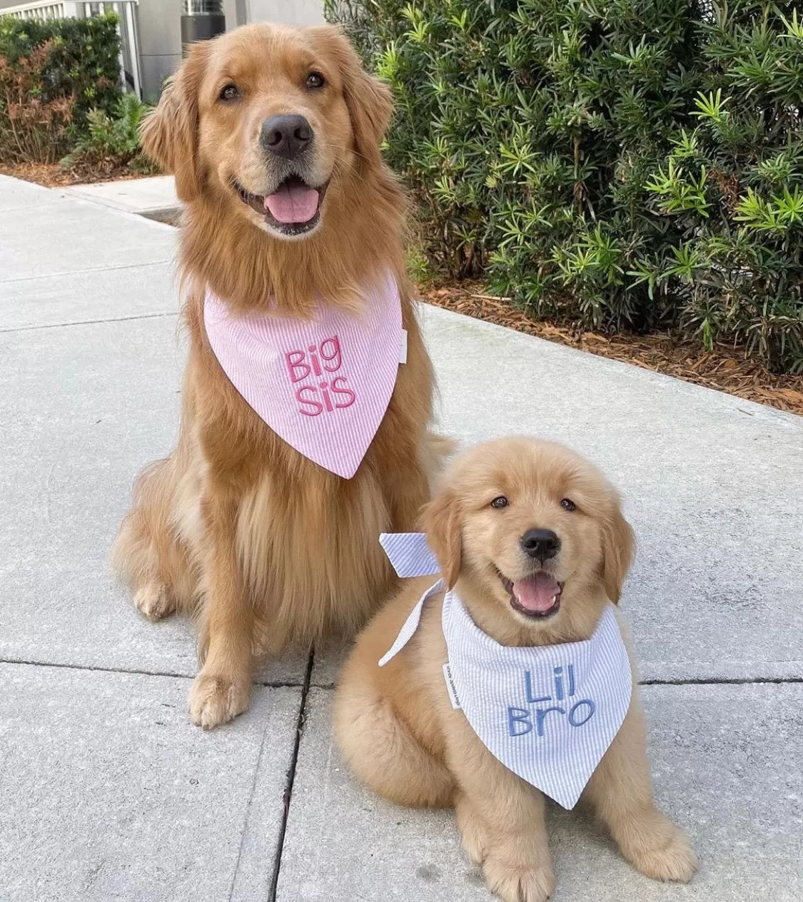 Little Brother Embroidered Seersucker Dog Bandanas