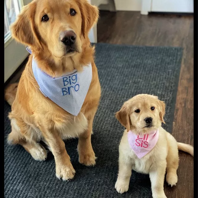 Little Brother Embroidered Seersucker Dog Bandanas