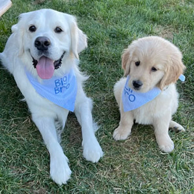 Little Brother Embroidered Seersucker Dog Bandanas