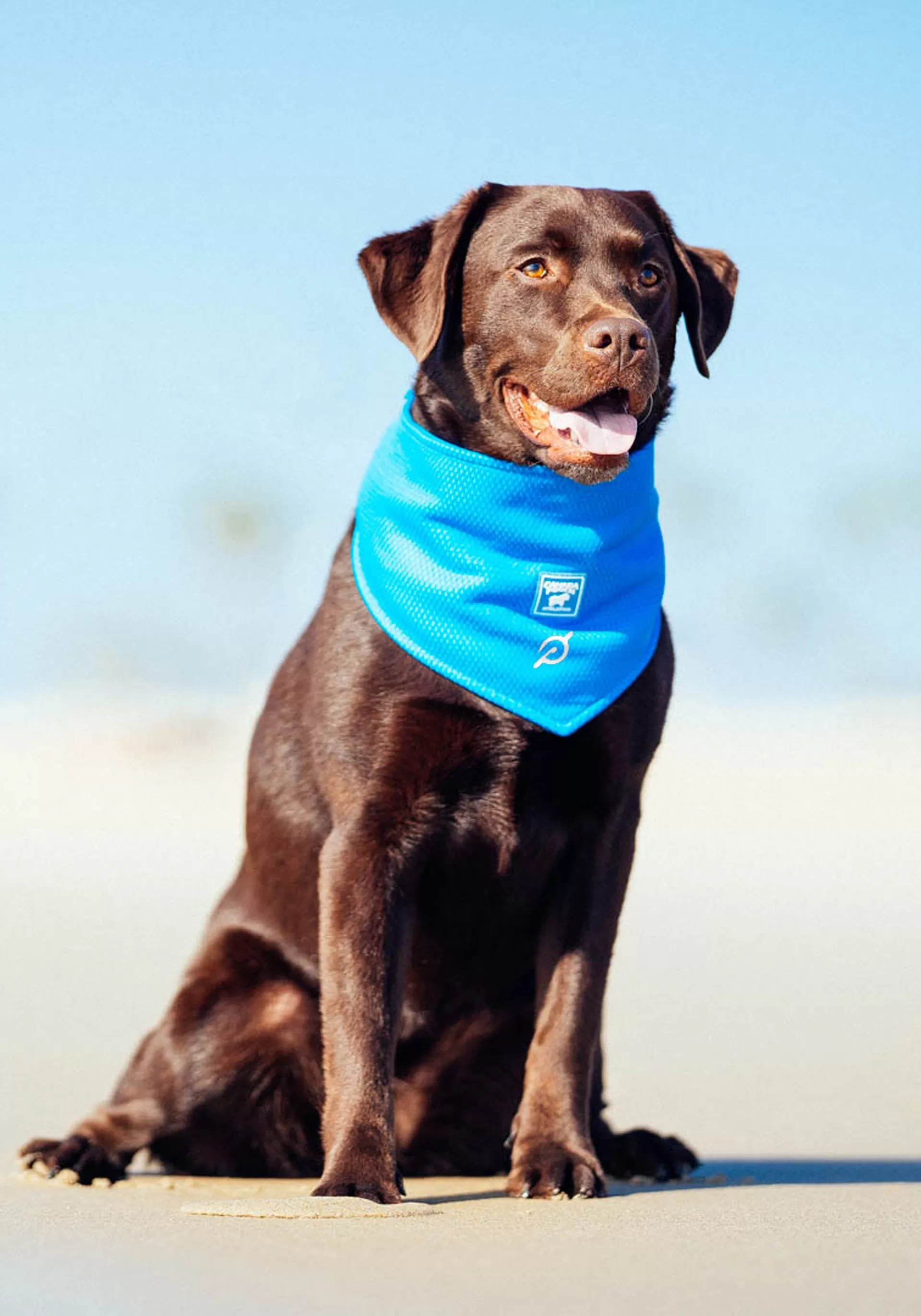 Peloton x Canada Pooch Wet Cooling Bandana